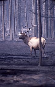 Archivo:Elk in burned area
