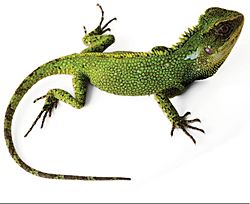 Enyalioides altotambo holotype 01.jpg