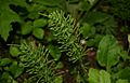 Equisetum-arvense-vegetative