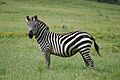 Equus quagga