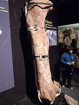 Archivo:Fósiles del titanosauria del Chubut en el Museo Egidio Feruglio de Trelew 15