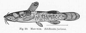 Archivo:FMIB 51345 Mad-Tom Schilbeodes furiosus