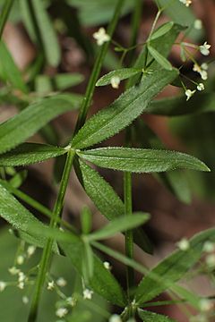 Archivo:Galium trifidum 3