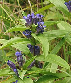 Archivo:Gentiana cruciata 030705b