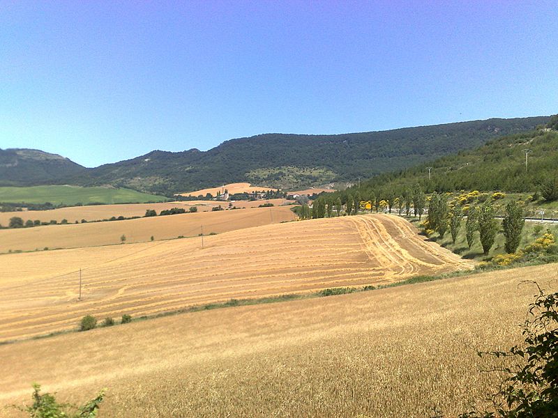 Gongora Labiotik