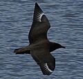 Great Skua 20080821
