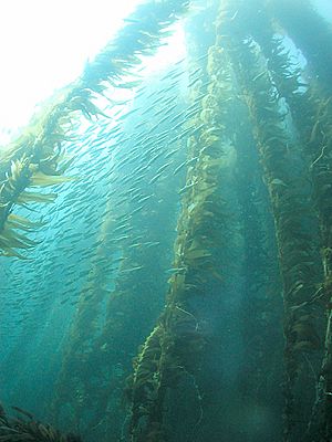 Archivo:Kelp forest and sardines, San Clemente Island, Channel Islands, California