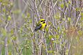 Lawrance's Warbler