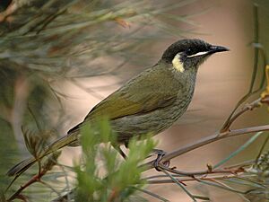 Lewins Honeyeater kobble apr06.jpg