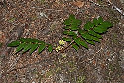 Mahonia nervosa 5003.JPG