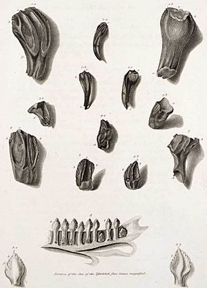 Archivo:Mantell iguanadon teeth