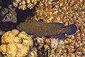 Mero azul moteado (Cephalopholis argus), parque nacional Ras Muhammad, Egipto, 2022-03-27, DD 168