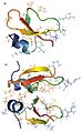 Monomeric and dimeric representations of HBD-2