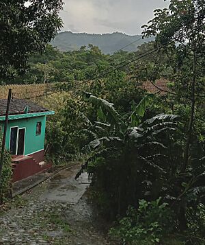 Archivo:Montanona