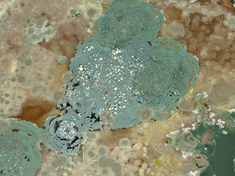 Mouldonliquidsurface