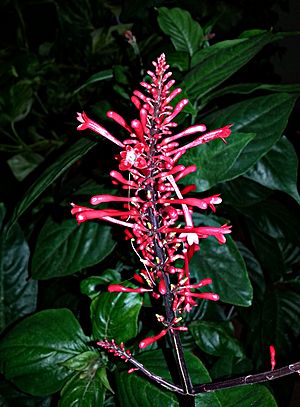 Archivo:Odontonema strictum-Terminal spike of bright red flowers