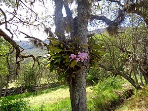 Archivo:Orquídea Cattleya en los campos Soatenses