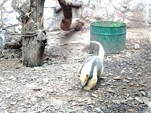 Archivo:Oso melero cordoba