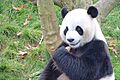 Pairi Daiza 2015 Panda