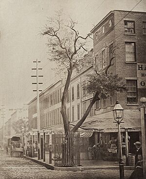 Archivo:Pear Tree planted by Peter Stuyvesant in Manhattan NYC 1863