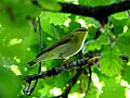 Phylloscopus sibilatrix Barco Reale 1