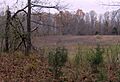 Pinson-mounds-mound29