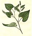 Piper longum print