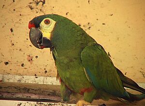 Archivo:Primolius maracana -Iguacu Bird Park-6