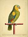 Psittacus viridis et luteous Barbadensis, Eleazr. Albin