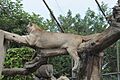 Puma Parque Leyendas