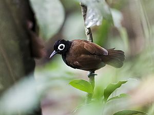 Rhegmatorhina gymnops - Bare-eyed Antbird - male (cropped).jpg