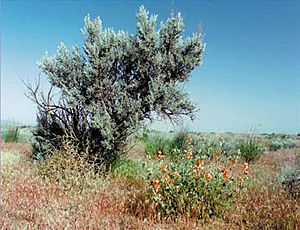 Archivo:Sagebrush