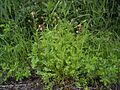 SanguisorbaMinor-plant