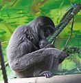 Silbergibbon mit Nachwuchs