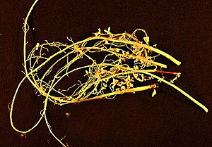 Archivo:Soybean-root-nodules