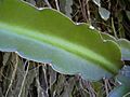 Starr 030702-0010 Hylocereus undatus