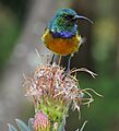 SunBird capetown