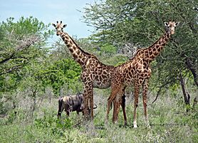 TZ Selous Giraffes and Gnu