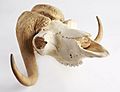 The Childrens Museum of Indianapolis - Musk ox skull