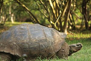 Archivo:Tortuga Islas Galápagos