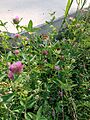 Trifolium pratense