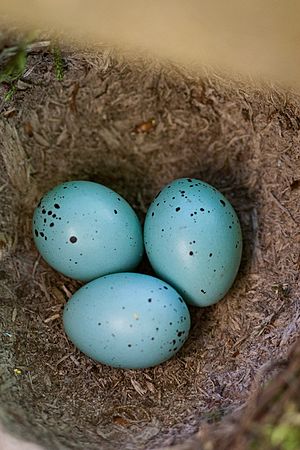 Archivo:Turdus philomelos -Apenheul Primate Park, Netherlands -eggs-8