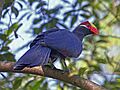 Violet Turaco RWD3