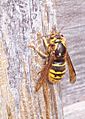 Wasp stripping wood
