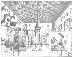 Archivo:1914-03-14, La Esfera, Palacio de los Duques de Medinaceli, museo cinegético, Campúa