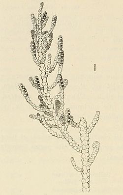 1 Halopeplis patagonica, Allenrolfea patagonica.jpg