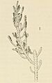 1 Halopeplis patagonica, Allenrolfea patagonica