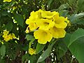 A close up of yellow flower