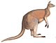 A monograph of the Macropodidæ, or family of kangaroos (9398404841) white background.jpg