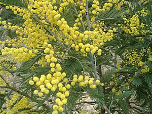 Archivo:Acacia dealbata